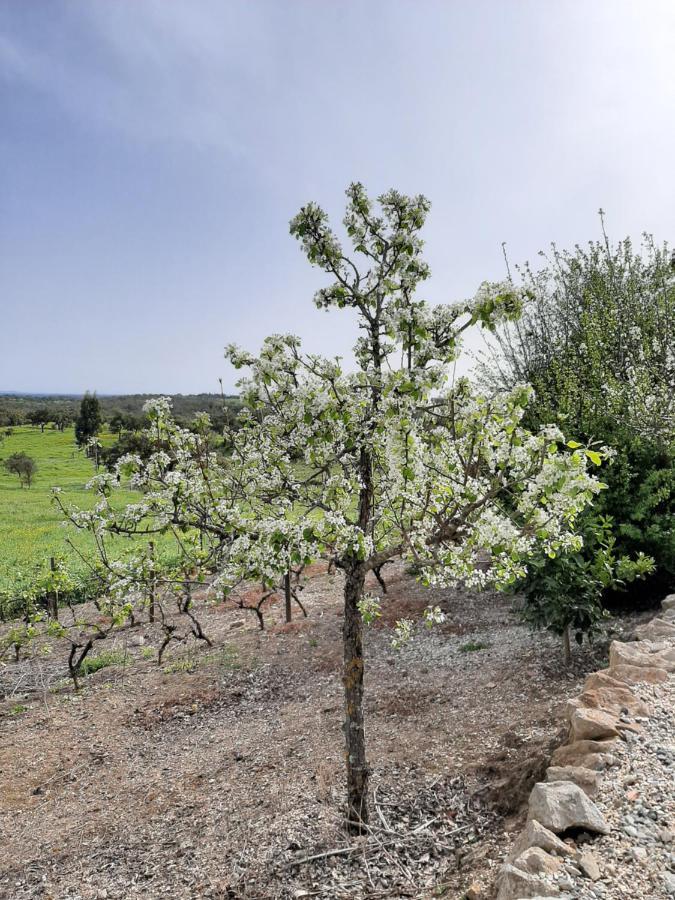Вілла Monte Da Casa Branca By Hi Alentejo Sao Bartolomeu da Serra Екстер'єр фото